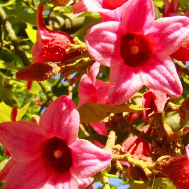 Nasiona-Drzewa-Koronkowego-Brachychiton-Discolor (1).jpg