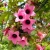 Nasiona-Drzewa-Koronkowego-Brachychiton-Discolor.jpg
