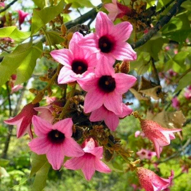 Nasiona-Drzewa-Koronkowego-Brachychiton-Discolor.jpg