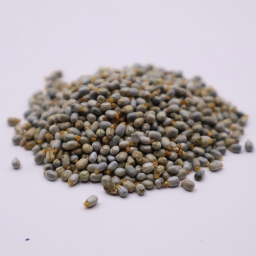 Nasiona-Wilczomlecza-Blekitnawego-Euphorbia-Characias (5).jpg