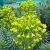 Nasiona-Wilczomlecza-Blekitnawego-Euphorbia-Characias (4).jpg