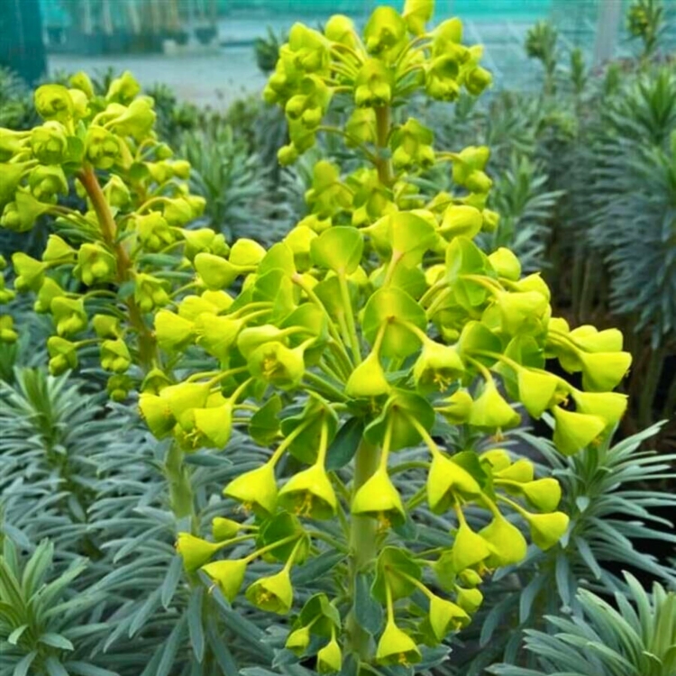 Nasiona-Wilczomlecza-Blekitnawego-Euphorbia-Characias (4).jpg