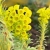 Nasiona-Wilczomlecza-Blekitnawego-Euphorbia-Characias (3).jpg