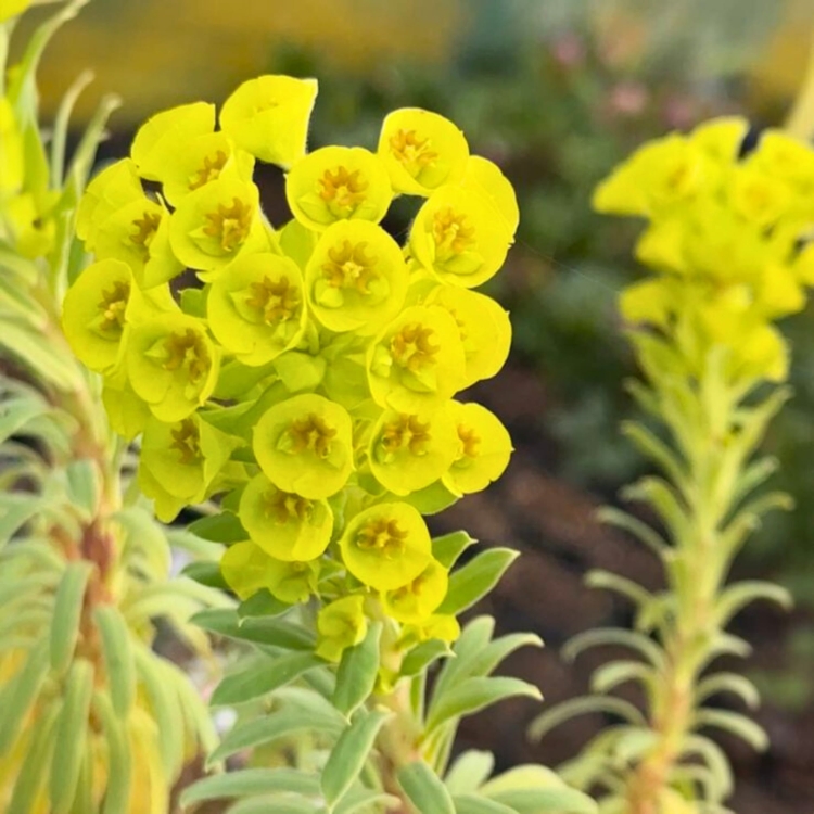 Nasiona-Wilczomlecza-Blekitnawego-Euphorbia-Characias (3).jpg