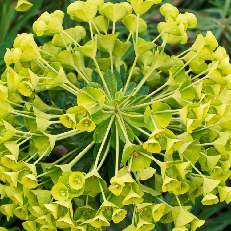 Nasiona-Wilczomlecza-Blekitnawego-Euphorbia-Characias (2).jpg