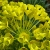 Nasiona-Wilczomlecza-Blekitnawego-Euphorbia-Characias (1).jpg