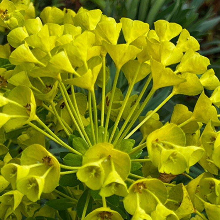Nasiona-Wilczomlecza-Blekitnawego-Euphorbia-Characias (1).jpg