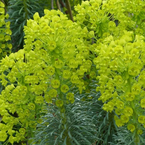 Nasiona-Wilczomlecza-Blekitnawego-Euphorbia-Characias.jpg