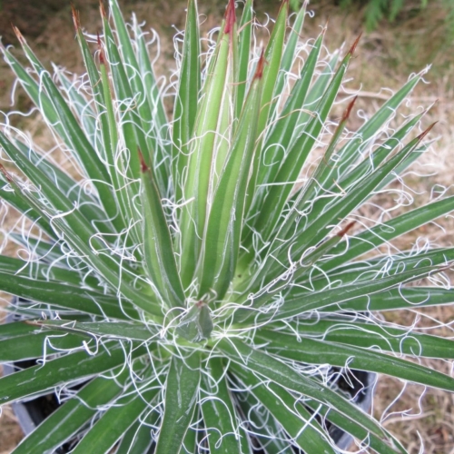 Nasiona-Agawy-Wielonitkowatej-Agave-Multifilifera.jpg