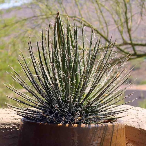 Nasiona-Agawy-Wielonitkowatej-Agave-Multifilifera (3).jpg