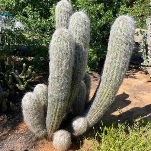 Nasiona-Kaktusa-Starzec-Z-Gor-Oreocereus-Celsianus (3).jpg