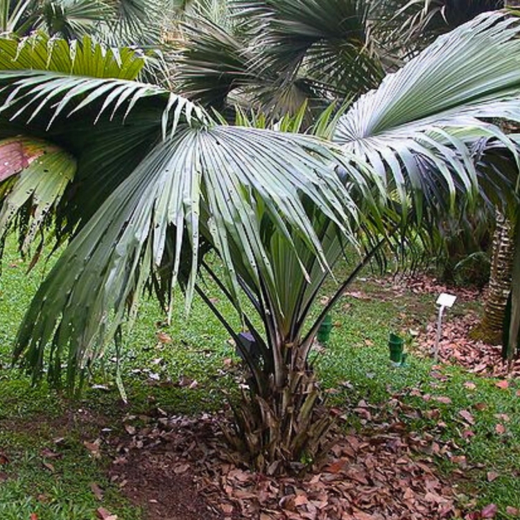 Nasiona-Palmy-Bialego-Slonia-Kerriodoxa-Elegans (7).jpg