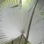 Nasiona-Palmy-Bialego-Slonia-Kerriodoxa-Elegans (6).jpg