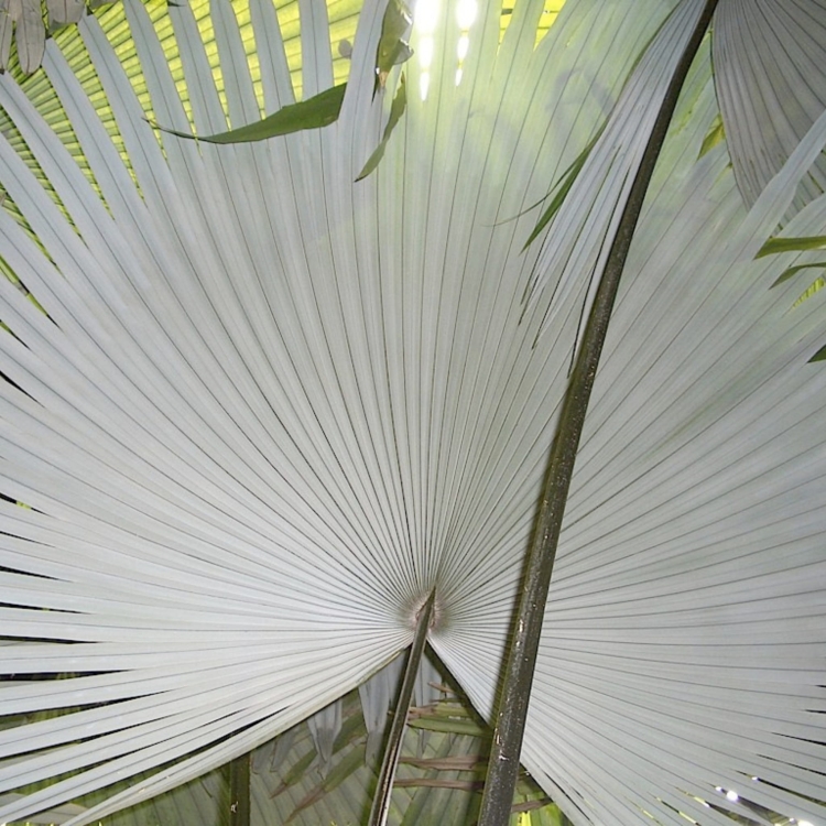 Nasiona-Palmy-Bialego-Slonia-Kerriodoxa-Elegans (6).jpg