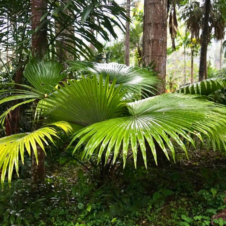Nasiona-Palmy-Bialego-Slonia-Kerriodoxa-Elegans (3).jpg