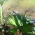 Nasiona-Palmy-Bialego-Slonia-Kerriodoxa-Elegans (2).jpg