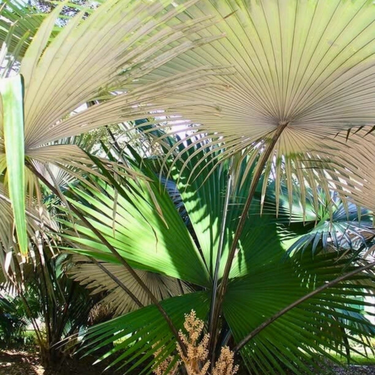 Nasiona-Palmy-Bialego-Slonia-Kerriodoxa-Elegans (2).jpg