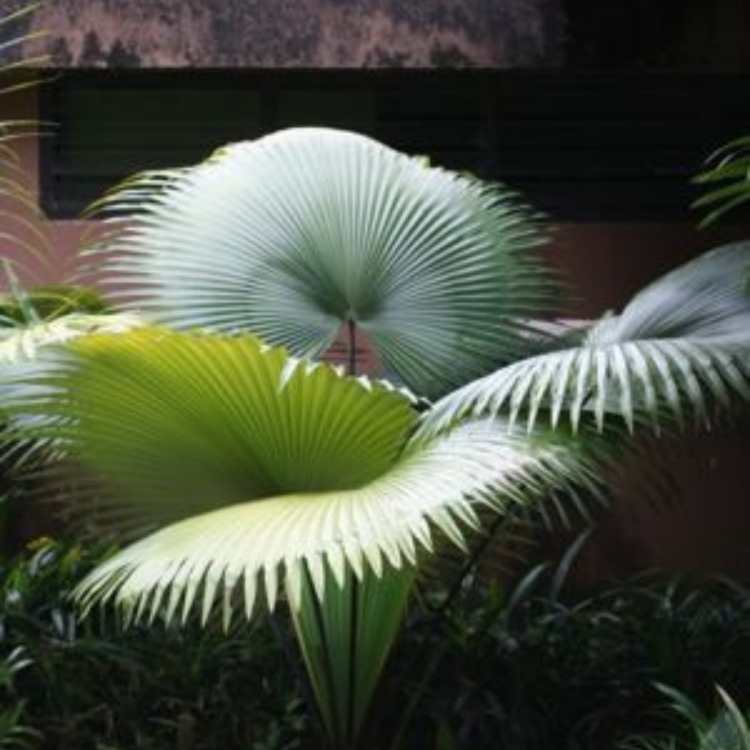 Nasiona-Palmy-Bialego-Slonia-Kerriodoxa-Elegans (1).jpg