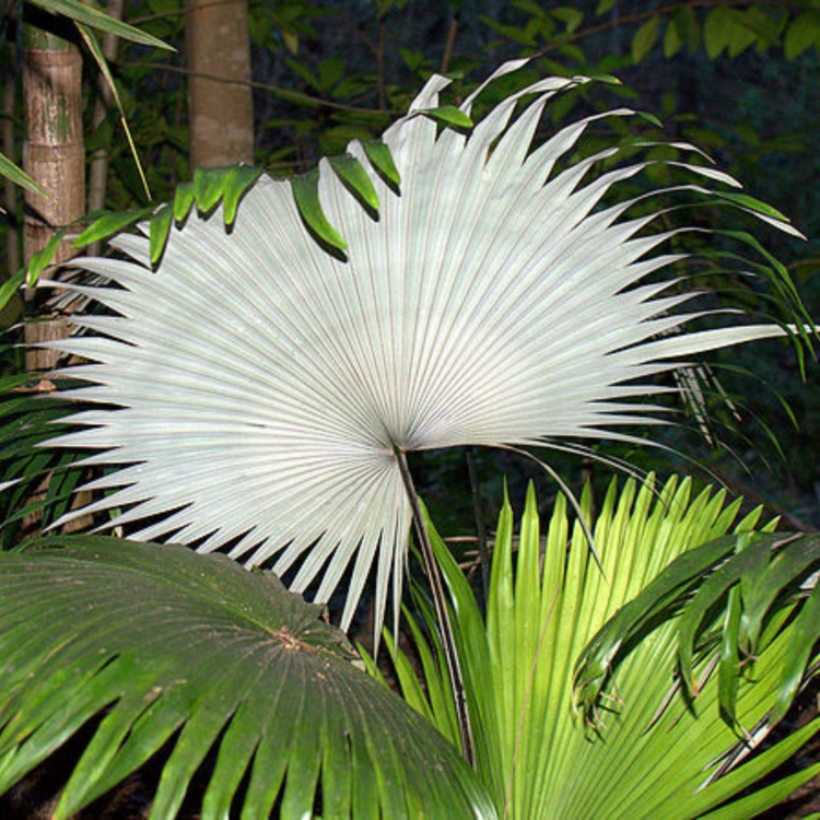 Nasiona-Palmy-Bialego-Slonia-Kerriodoxa-Elegans.jpg