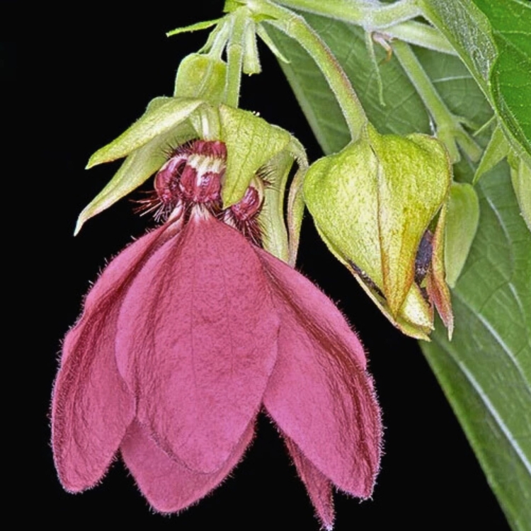 Nasiona-Bawelny-Diabelskiej-Abroma-Augusta (5).jpg