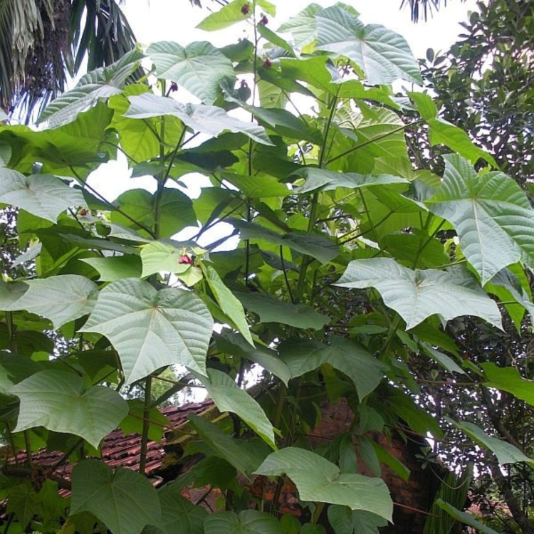 Nasiona-Bawelny-Diabelskiej-Abroma-Augusta (4).jpg