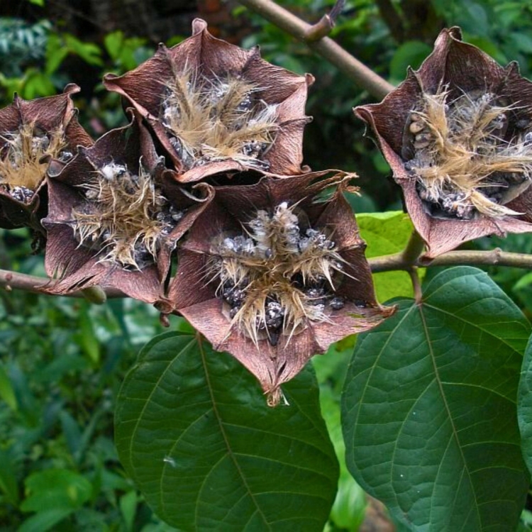 Nasiona-Bawelny-Diabelskiej-Abroma-Augusta (3).jpg