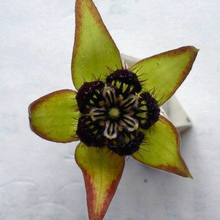 Nasiona-Bawelny-Diabelskiej-Abroma-Augusta (2).jpg