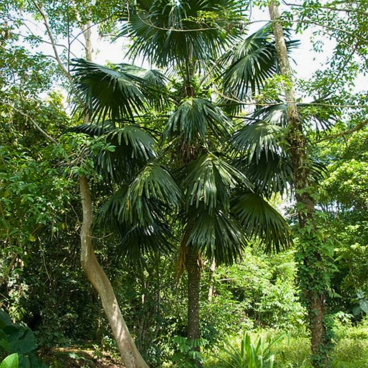 Nasiona-Palmy-Palmyrowej-Nowogwinejskiej-Borassus-Heineanus.jpg