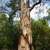 Nasiona-Eukaliptusa-Kamaldulskiego-Eucalyptus-Camaldulensis (3).jpg