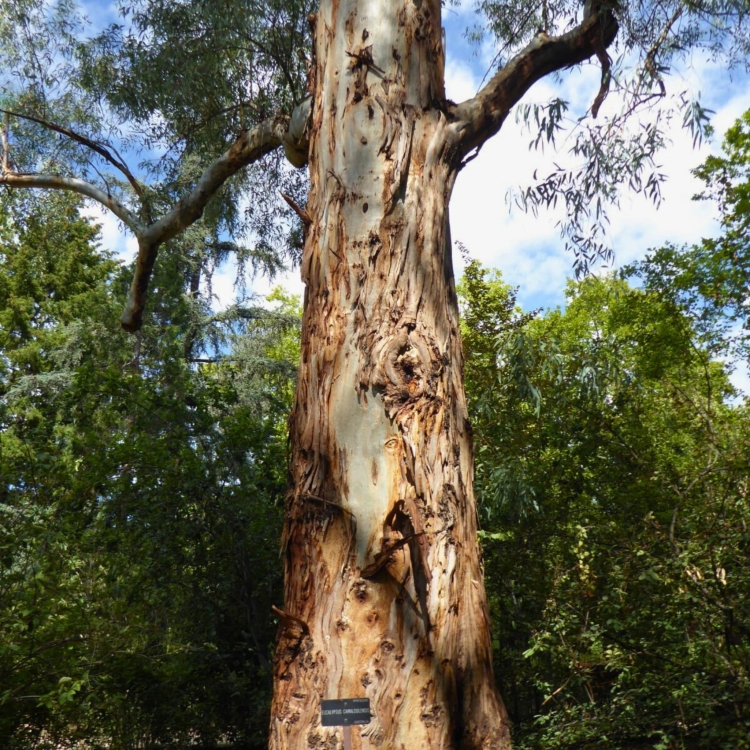 Nasiona-Eukaliptusa-Kamaldulskiego-Eucalyptus-Camaldulensis (3).jpg