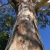 Nasiona-Eukaliptusa-Kamaldulskiego-Eucalyptus-Camaldulensis (2).jpg