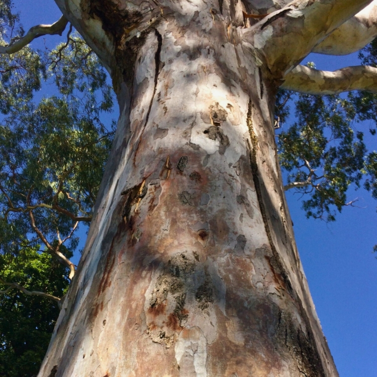 Nasiona-Eukaliptusa-Kamaldulskiego-Eucalyptus-Camaldulensis (2).jpg