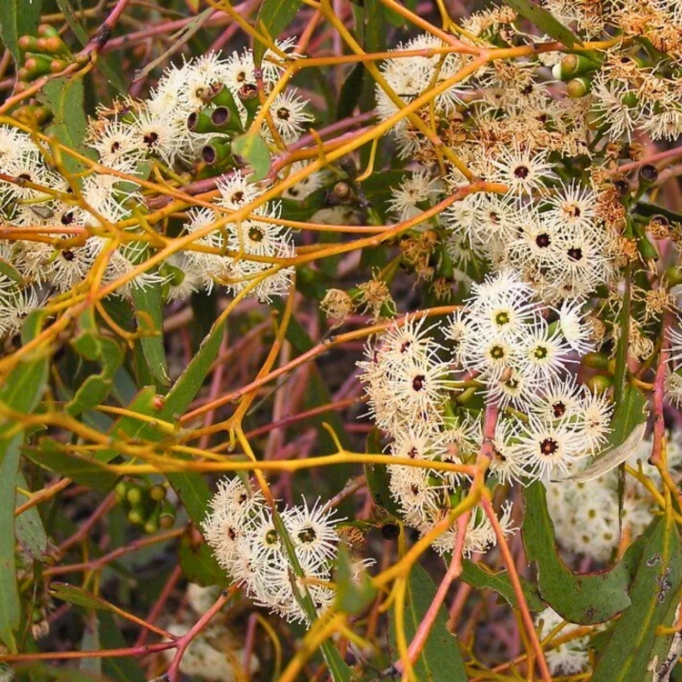 Nasiona-Eukaliptusa-Kamaldulskiego-Eucalyptus-Camaldulensis (1).jpg