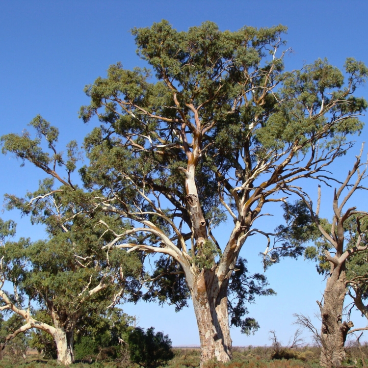 Nasiona-Eukaliptusa-Kamaldulskiego-Eucalyptus-Camaldulensis.jpg