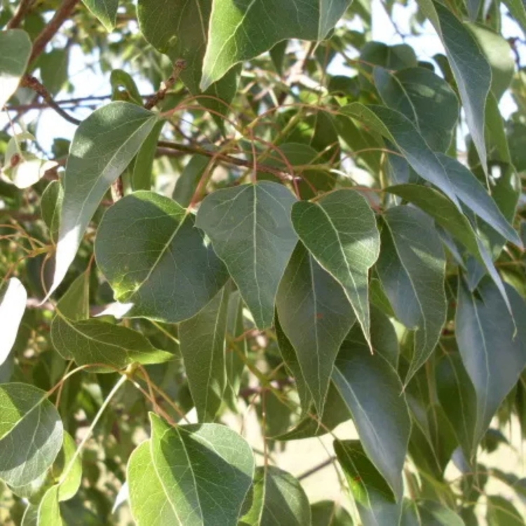 Nasiona-Stuleciana-Topololistnego-Brachychiton-Populneus (2).jpg