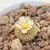 Nasiona-Kaktusa-Lilipuciego-Blossfeldia-Liliputana (7).jpg
