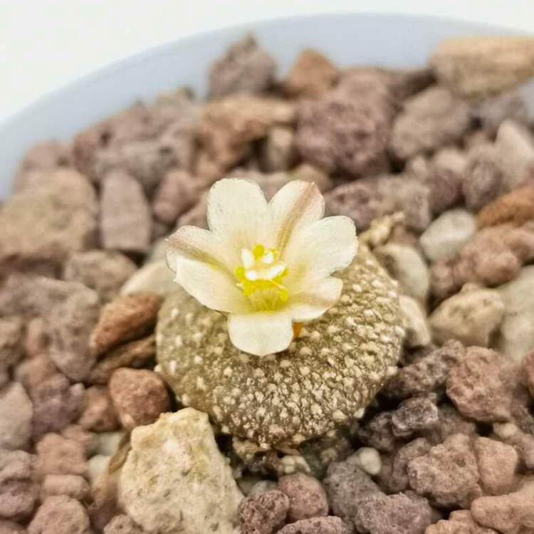 Nasiona-Kaktusa-Lilipuciego-Blossfeldia-Liliputana (7).jpg