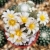Nasiona-Kaktusa-Lilipuciego-Blossfeldia-Liliputana (6).jpg