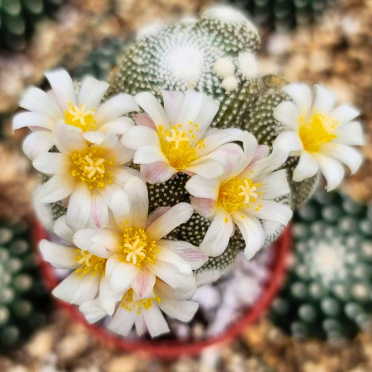 Nasiona-Kaktusa-Lilipuciego-Blossfeldia-Liliputana (6).jpg