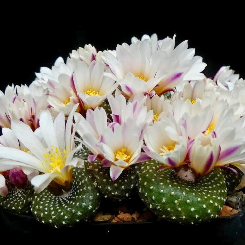 Nasiona-Kaktusa-Lilipuciego-Blossfeldia-Liliputana (5).jpg