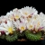 Nasiona-Kaktusa-Lilipuciego-Blossfeldia-Liliputana (5).jpg