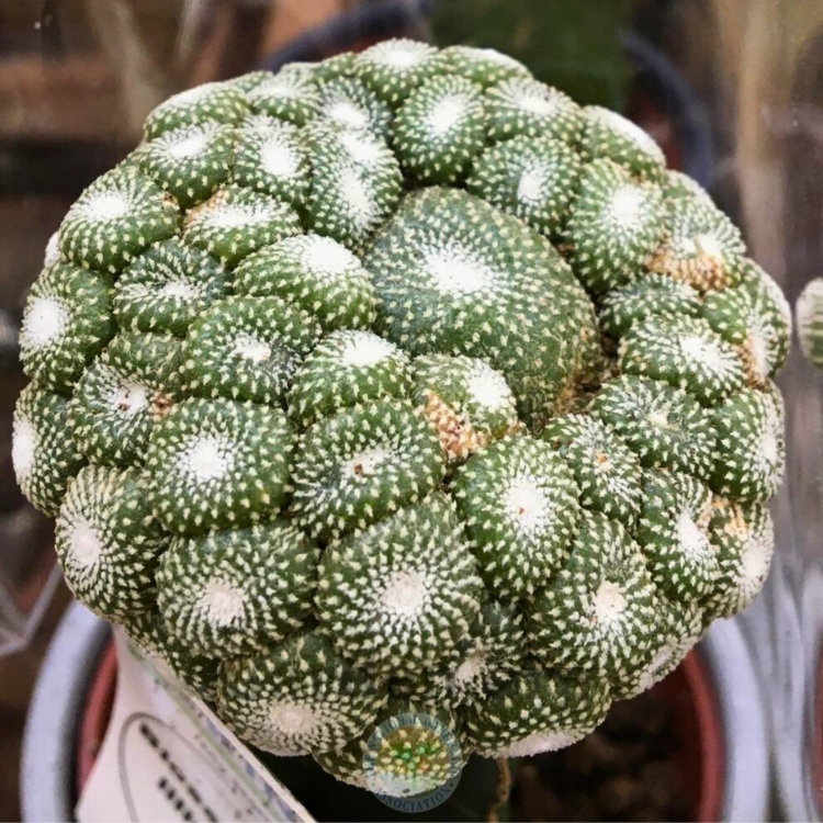 Nasiona-Kaktusa-Lilipuciego-Blossfeldia-Liliputana (4).jpg