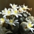 Nasiona-Kaktusa-Lilipuciego-Blossfeldia-Liliputana (3).jpg