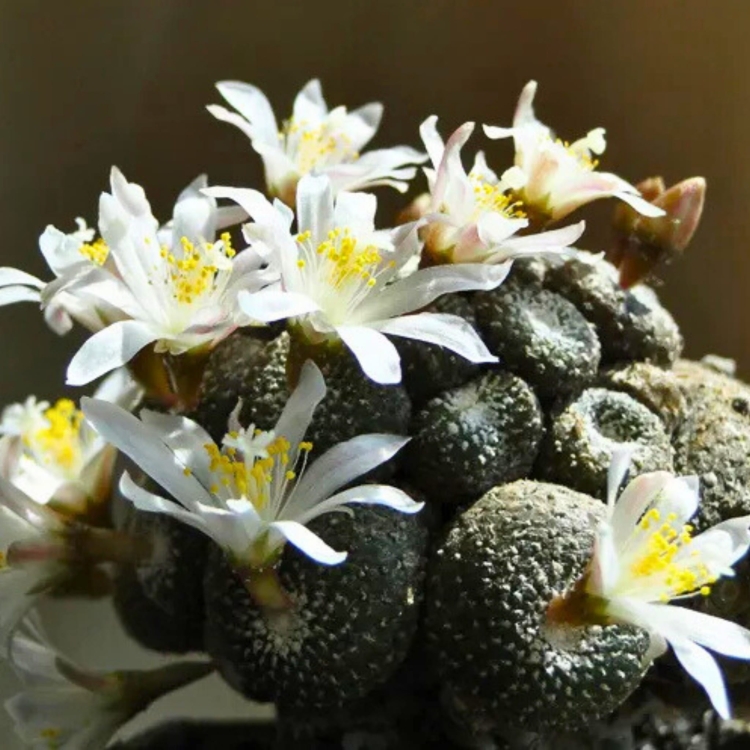 Nasiona-Kaktusa-Lilipuciego-Blossfeldia-Liliputana (3).jpg
