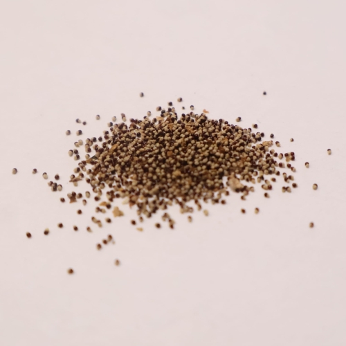 Nasiona-Kaktusa-Lilipuciego-Blossfeldia-Liliputana (2).jpg