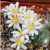 Nasiona-Kaktusa-Lilipuciego-Blossfeldia-Liliputana (1).jpg