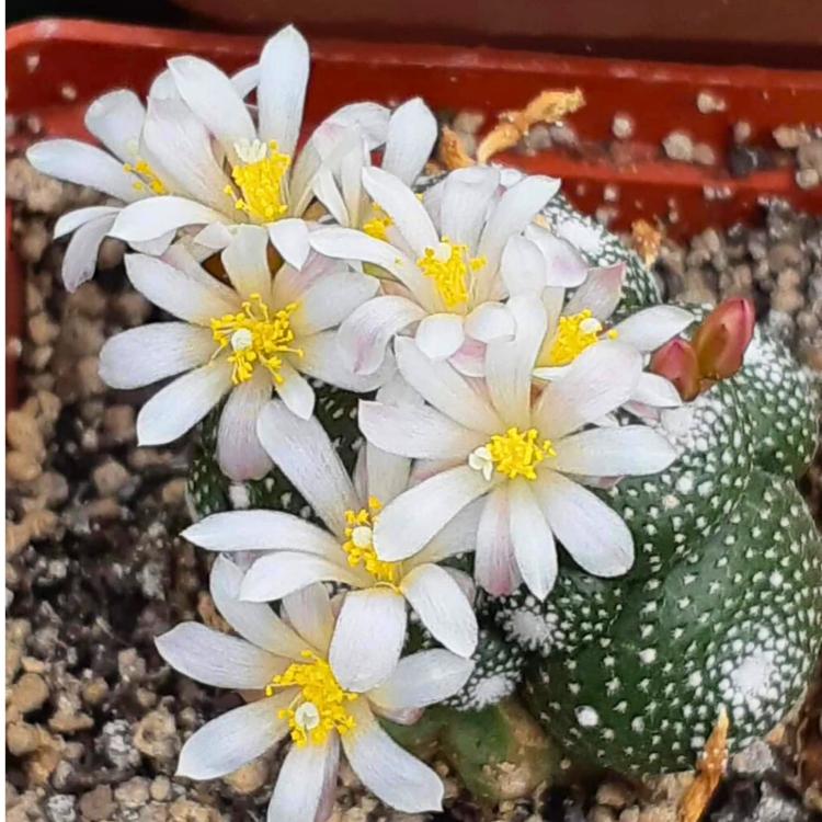 Nasiona-Kaktusa-Lilipuciego-Blossfeldia-Liliputana (1).jpg