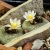 Nasiona-Kaktusa-Lilipuciego-Blossfeldia-Liliputana.jpg