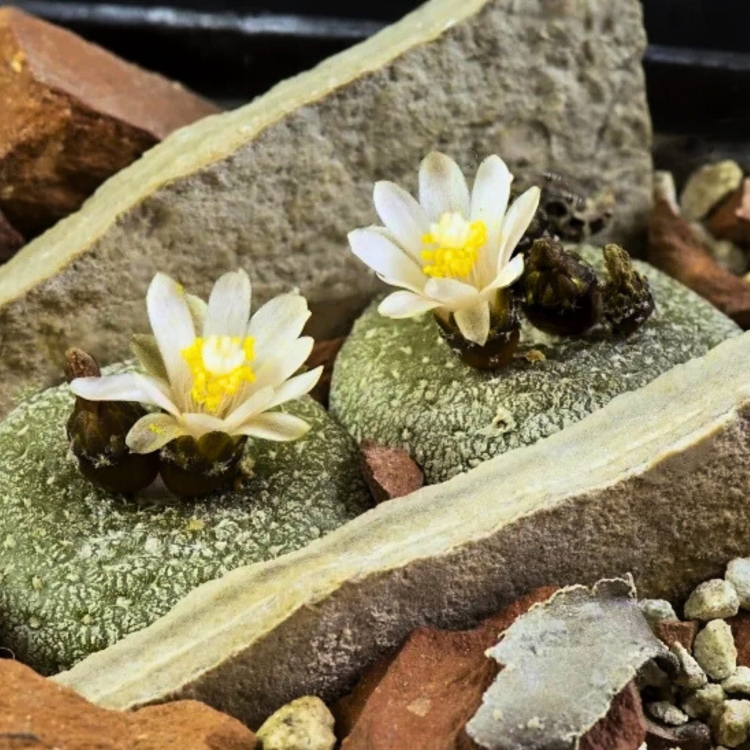 Nasiona-Kaktusa-Lilipuciego-Blossfeldia-Liliputana.jpg
