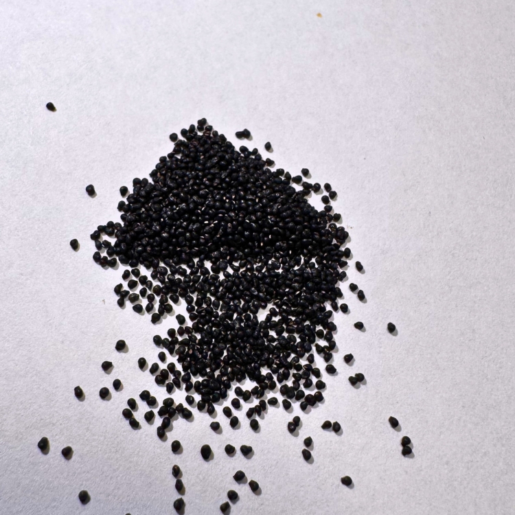 Nasiona-Kaktusa-Mammillaria-Armillata (4).jpg